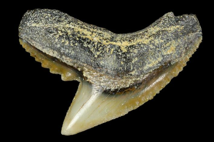 Fossil Tiger Shark Tooth - Bone Valley, Florida #113894